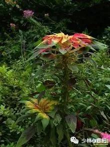 中药药材大全及功效,补肾中药大全及功效