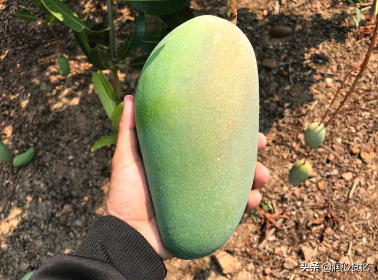 大青芒放成什么样才能吃,大青芒怎么才能分辨出来熟没熟