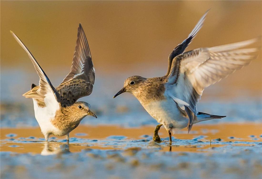 鸟中好爸爸！雌鸟只负责下蛋，孵卵与育幼的任务全留给雄鸟