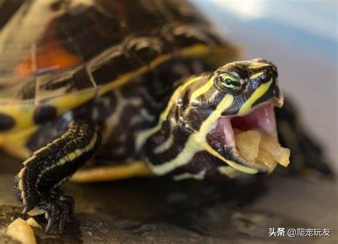 过量喂食生长速度缓慢,龟一般喂多少合适