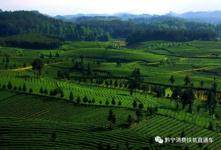 凤冈锌硒茶真的有锌硒吗,凤冈锌硒茶是田坝产的吗