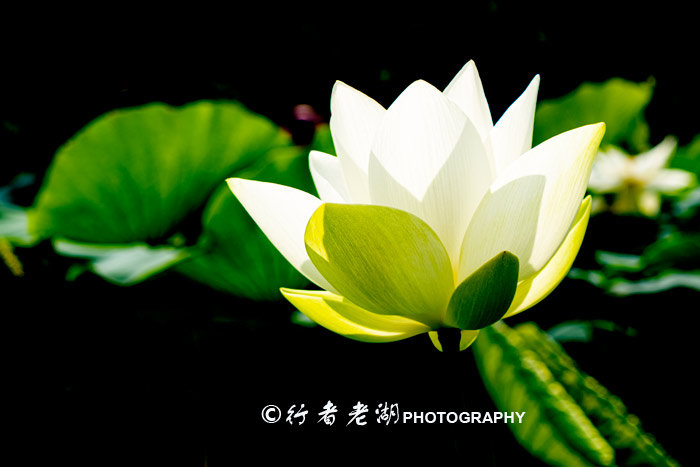 最美荷花展深圳,深圳最美荷花