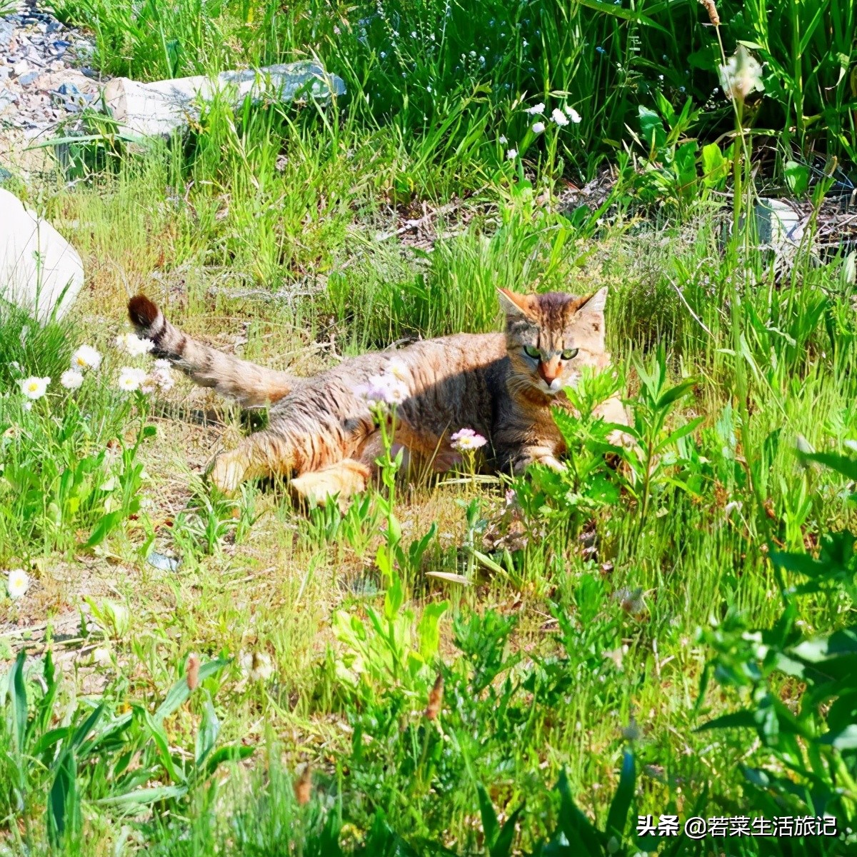 猫奴们都想去的圣地日本的猫岛,日本猫岛猫咪