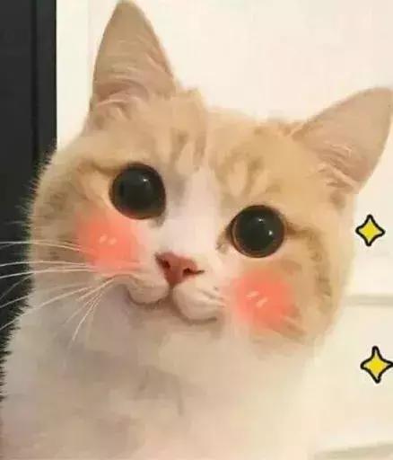 养猫必须做的5件事,老手养猫才知道的六件事