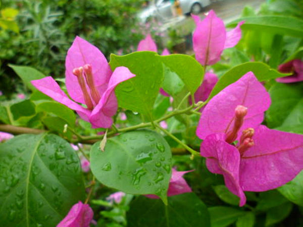 阳台空荡平平无奇，简单设计，变成百花齐放、逞娇呈美小花园