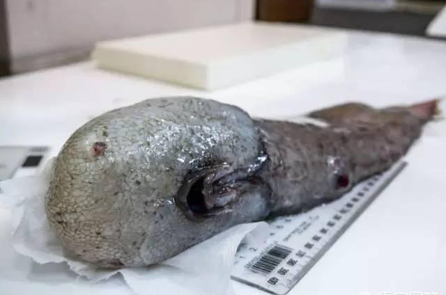 大海到底有多深大海深处又是什么,大海有多深翻译