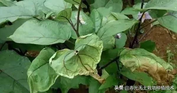 蔬菜盆栽烂根怎么办,蔬菜烂根枯萎的最佳治疗方法