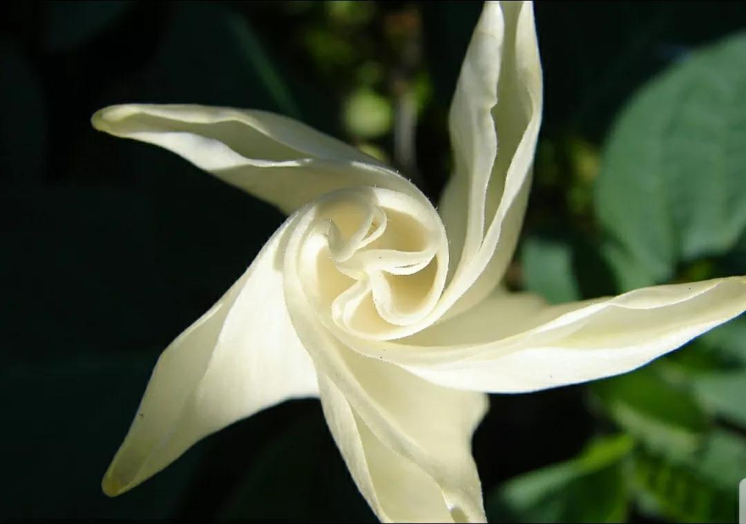 奇葩造型花:头上长草,心中有鬼,白月光。白天不开你非要晚上开