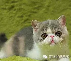 怎么区分加菲猫的品种,纯种加菲猫应该是什么颜色