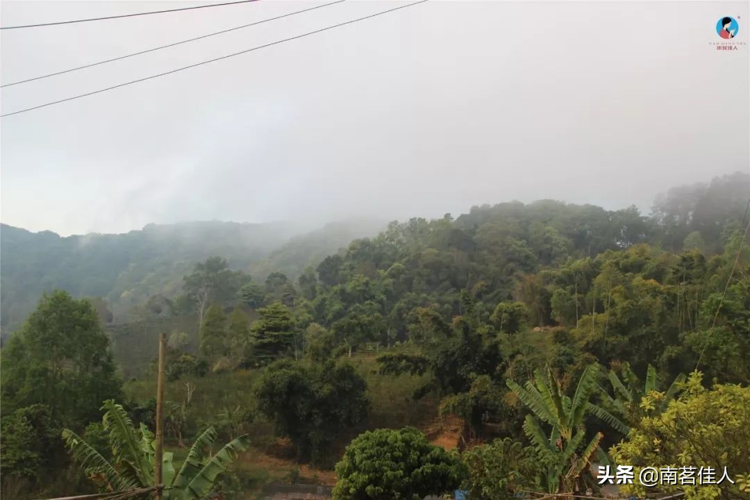 易武茶的潜力有哪些,易武古树茶的价值