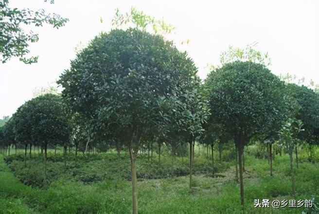 南方的桂花在北方能成活吗,南方的桂花树