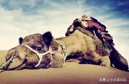 什么是压倒你的最后一根稻草,压垮最后一根稻草是什么意思