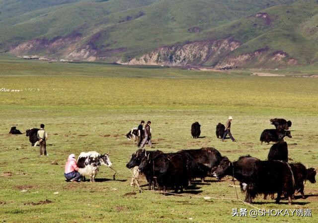 比羊绒更保暖的是什么,比羊绒还细的羊毛