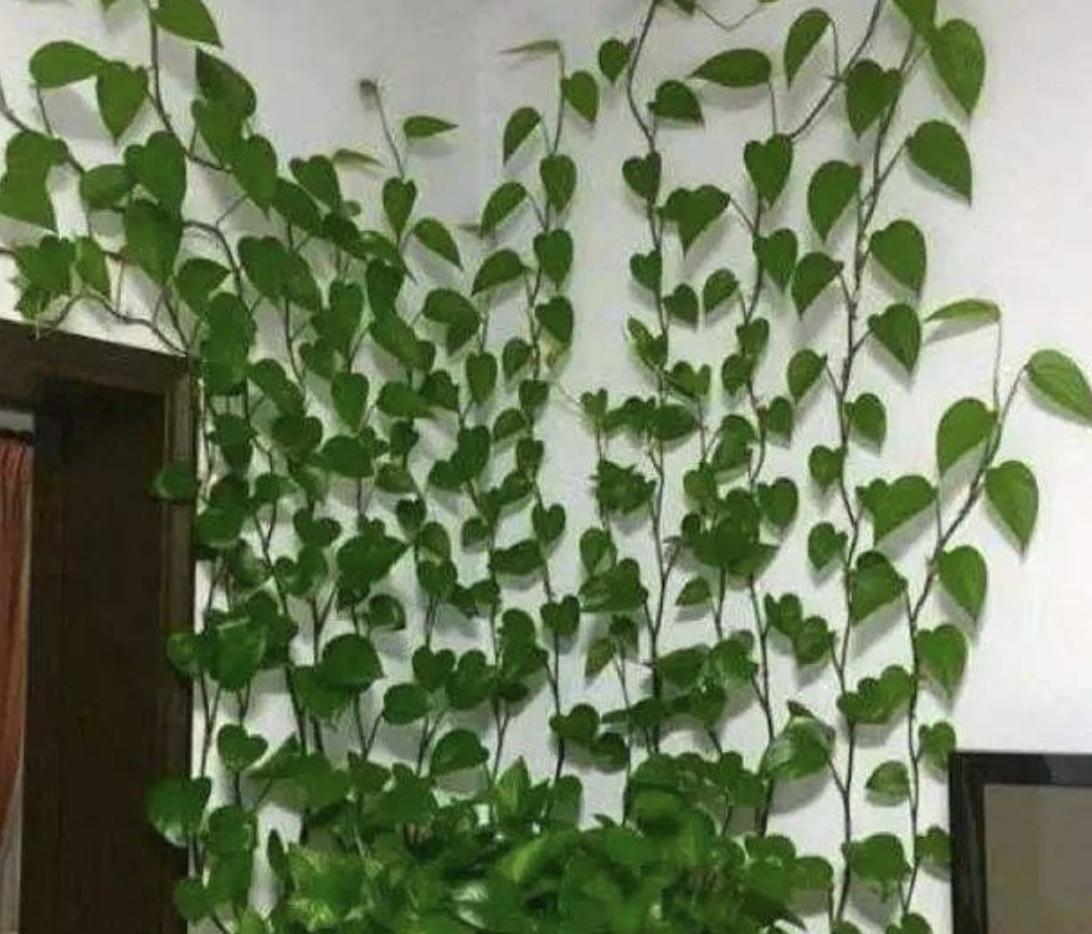 鸡蛋绿萝,鸡蛋可以浇绿萝