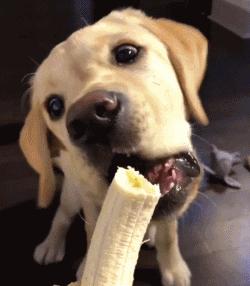 养狗狗新手必备拉布拉多,第一次养狗拉布拉多需要准备什么