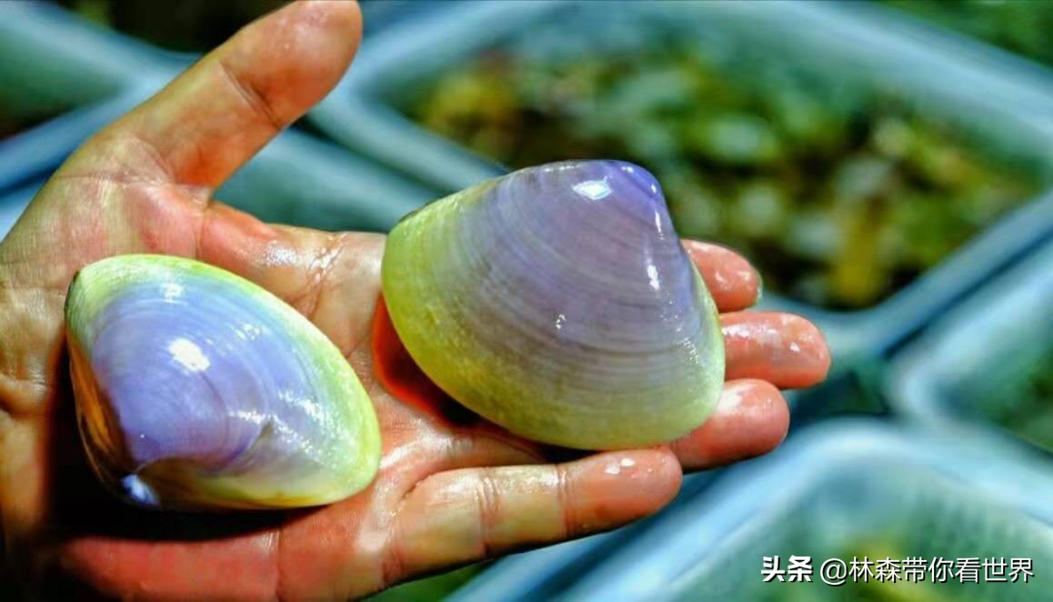 林森带你看世界——中国最美的海岛之：珠海东澳岛