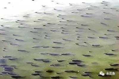 纯氧对水产养殖的影响,水产养殖缺镁吗