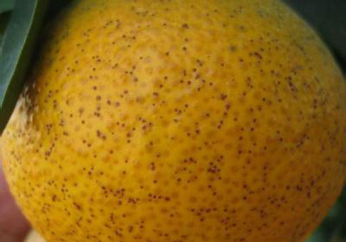 橙子沙皮病图片,冰糖橙果外皮黑是什么病