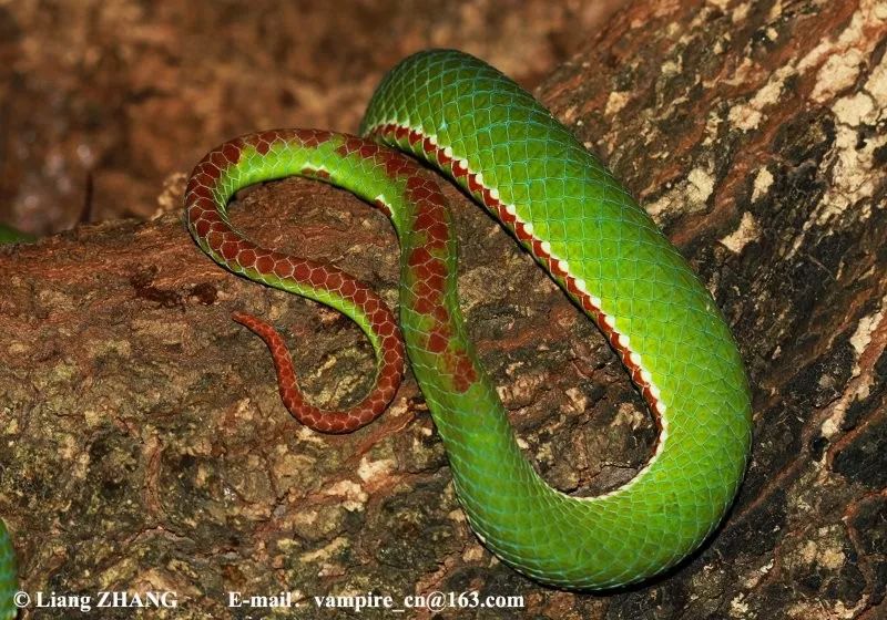 陆栖毒蛇毒性排行,毒蛇毒性分类