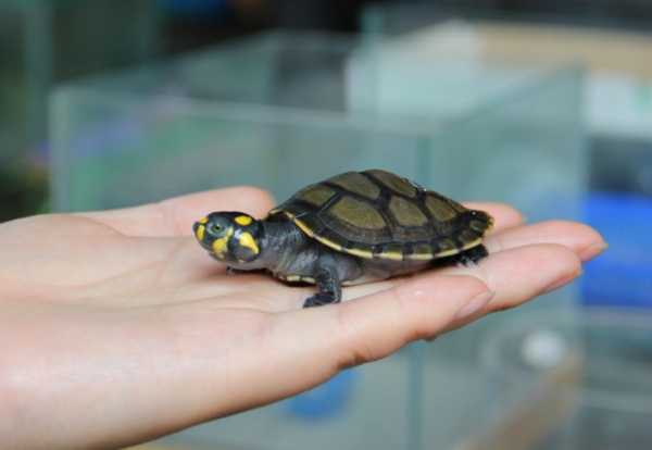 家庭水族箱热带鱼和黄头侧颈龟龟混养之入门指南