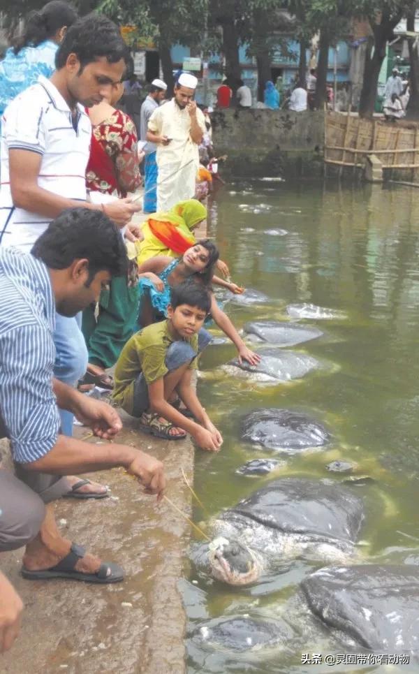 斑鳖即将灭绝人工克隆,全球仅剩3只斑鳖