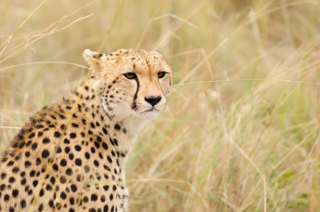 花豹猎豹美洲豹金钱豹鳄鱼,只有花豹才是真正的豹子