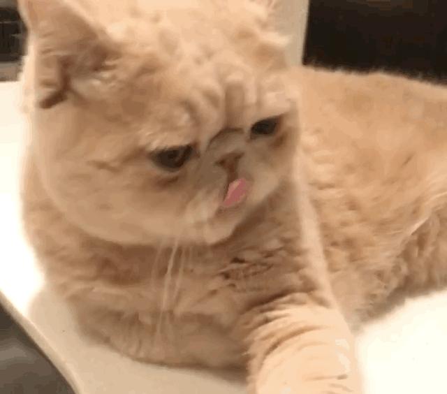 什么猫咪最好养而且又粘人新手,性格活泼开朗粘人的猫咪有哪些