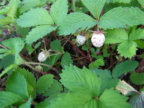 小时候农村常见的野果,小时候吃过的野果刺芽