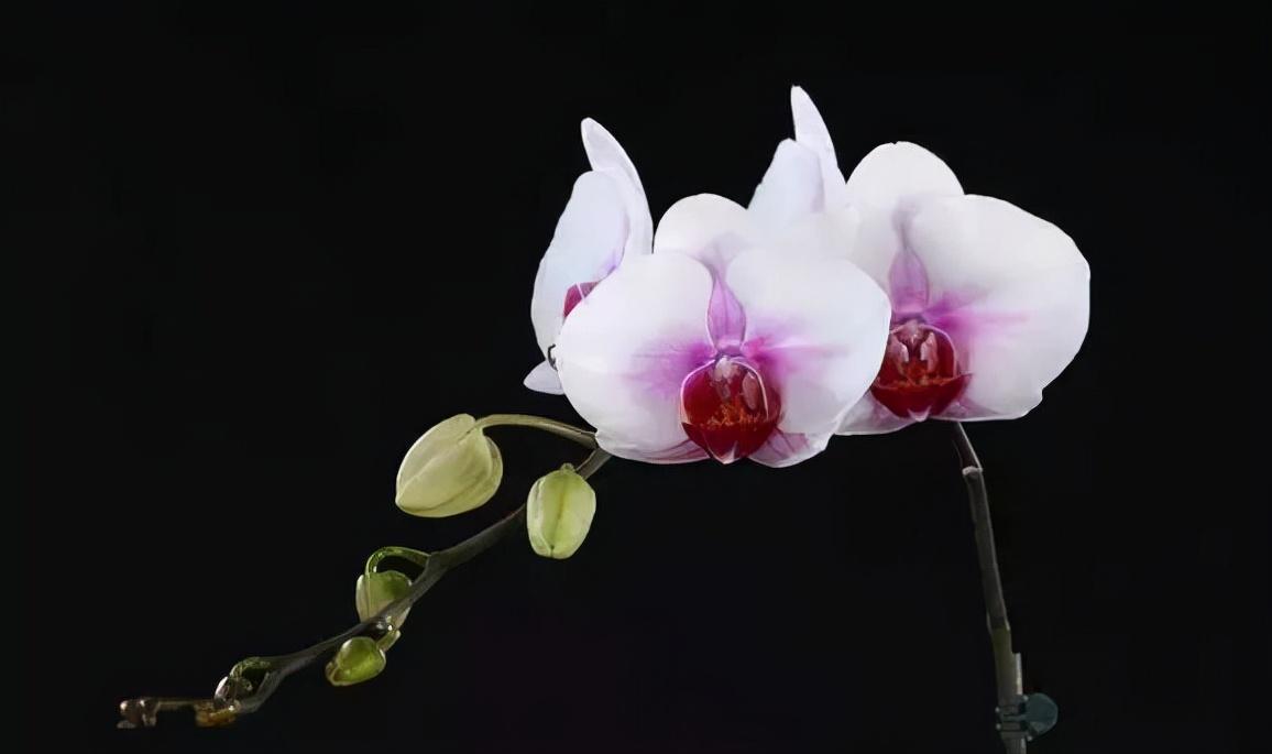 看芦头辨兰花种类,野生兰花种类图片