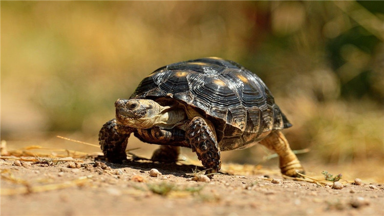 乌龟不吃东西有什么解决方法,乌龟不吃东西解决方法