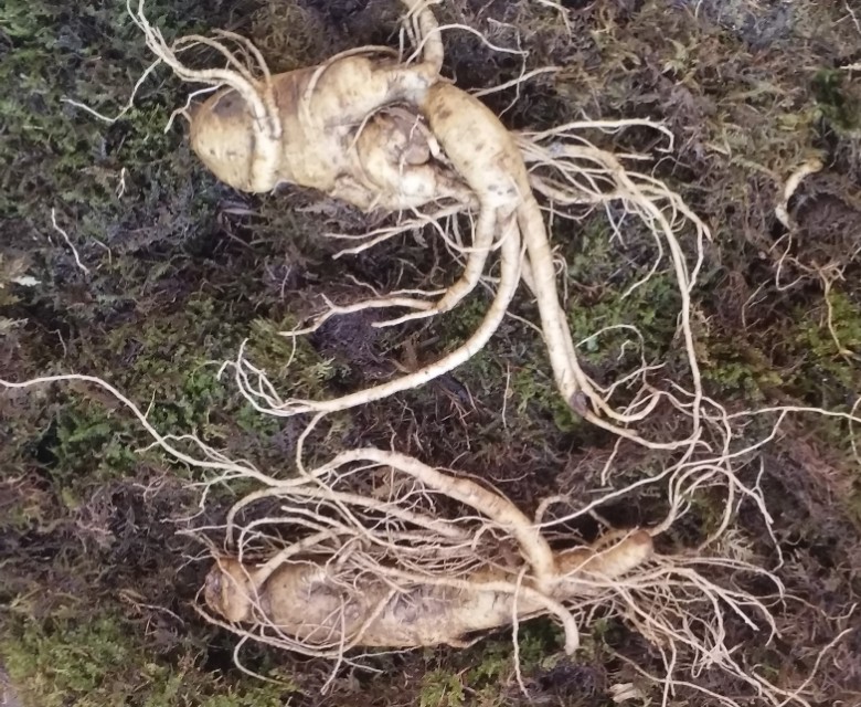 《中国药典》收载，带“参”字中药的药性与功能主治总览