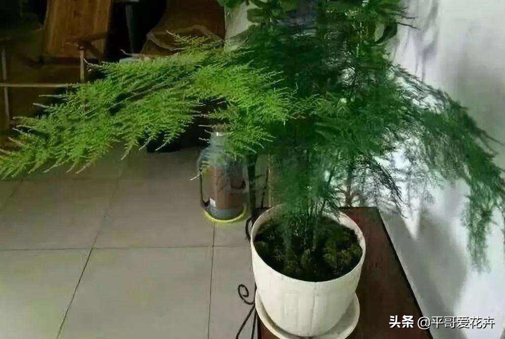教师节给老师送什么花,教师节快要到了送给老师什么花了