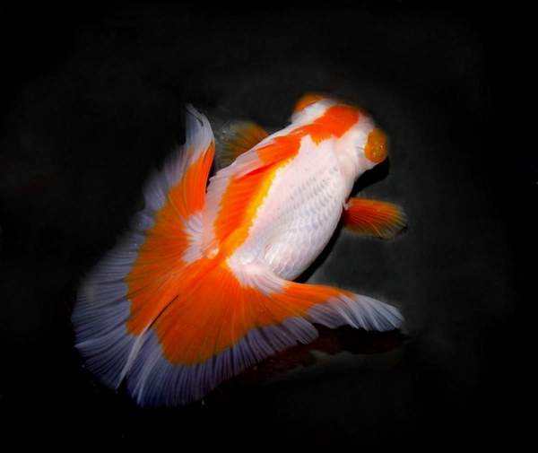 新手养金鱼品种首选,新手养金鱼什么品种好养