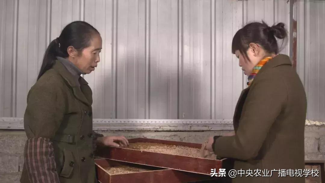 农广天地泰蛙养殖,农广天地稻田养蛙