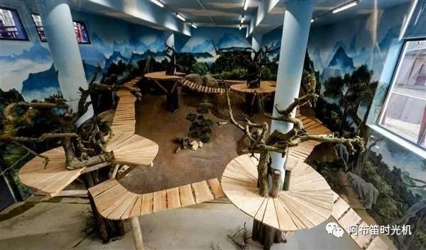 国内可以看熊猫吗,看熊猫要到哪里看