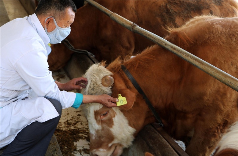 牛食盐中毒怎么补救,牛食盐中毒