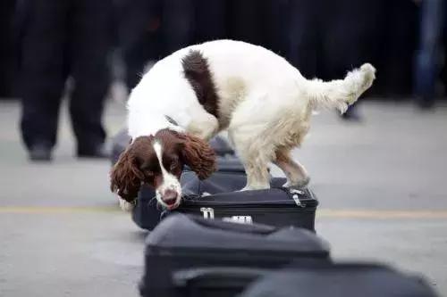 缉毒犬会染上毒瘾吗视频讲解,缉毒犬闻毒品味道会闻上瘾么
