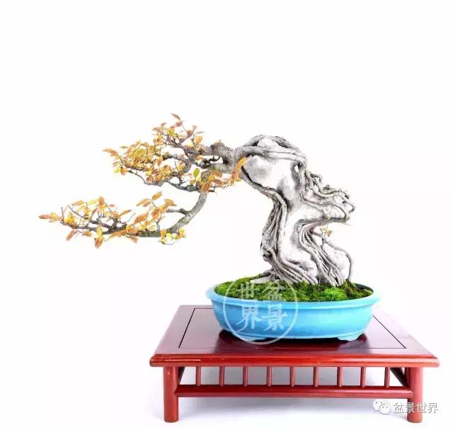 翠鸟根艺石头盆景艺术分享,奇形怪状极品根艺盆景图片