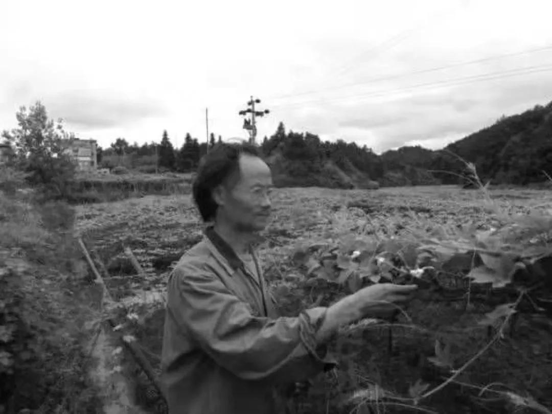 被打的老教授,吃饱的中国人