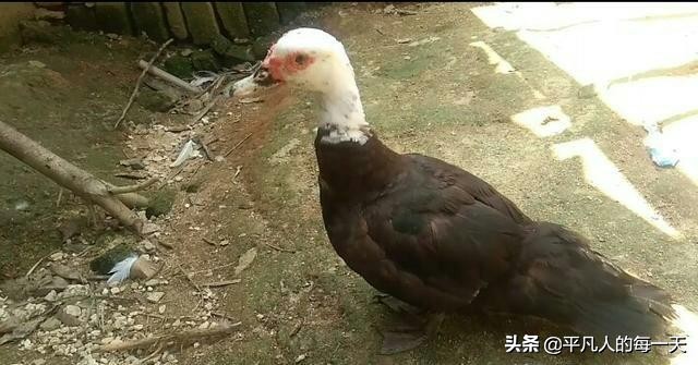 农村人赚钱的十种方法,农村人挣钱的生意门路