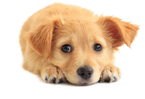 狗狗补钙过量的表现有哪些症状,怎么判断狗狗缺钙的5大现象