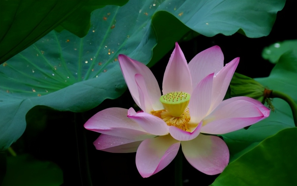 妻子最不能容忍丈夫这6个缺点,夫妻间过日子必须记住八条