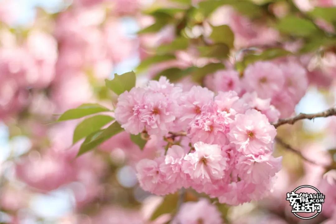 合肥最美的春天景点,合肥春天有哪些好玩的景点