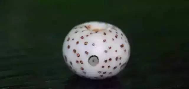 星月菩提的七大绝配就是这么美,星月菩提全部造型