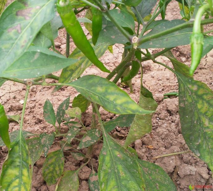 辣椒卷叶黄叶烂根怎么防治,辣椒苗干叶尖是什么原因怎样防治