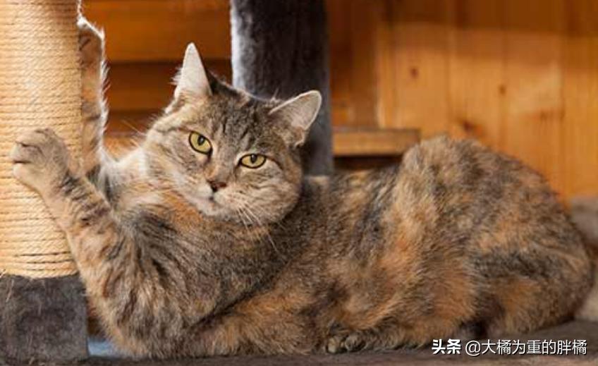 家里养猫咪怎么让它不乱抓,养猫怎么防止猫咪弄乱家里物品