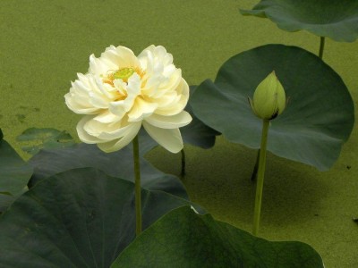 奇特的一天日记,奇特的一生