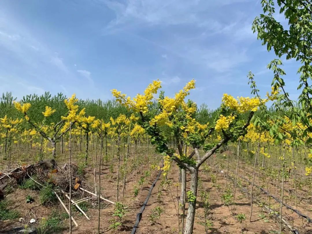 这种银杏不仅秋季金叶，春季叶色也是金黄