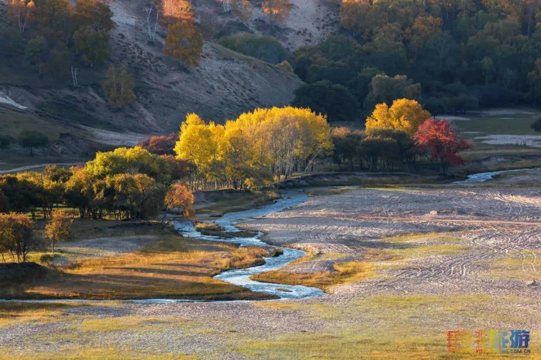 一到秋天,这里就美成了金色天堂!全世界独一份!