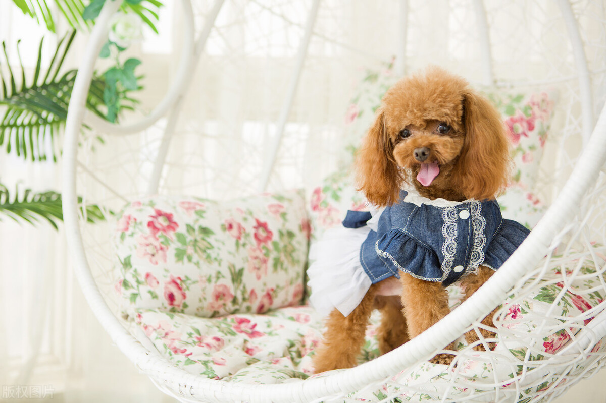 狗狗没有狗证怎么办理,狗狗的狗证在哪办